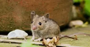 how to keep mice out of barbecue grill