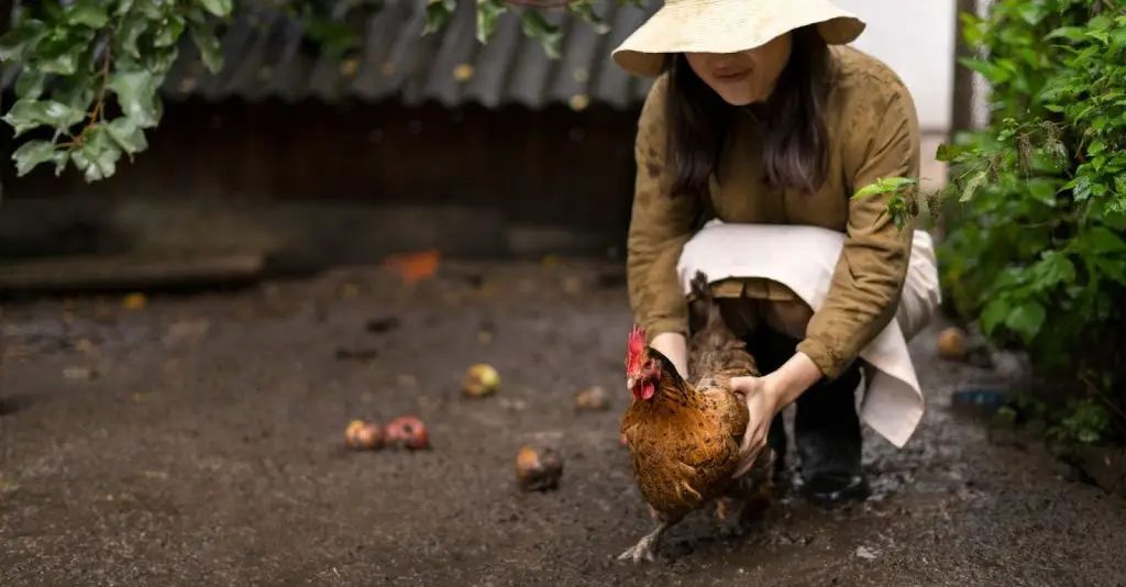How to take care of a chicken