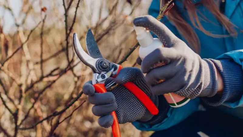 basic tools for garden tools cleaning