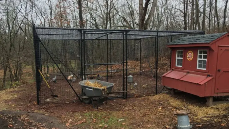 best chicken coop fencing for predator protection
