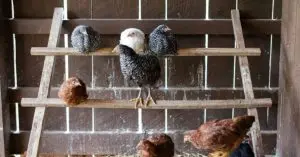 chicken coop with roosting bars​