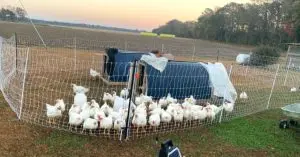 meat bird chicken coop​