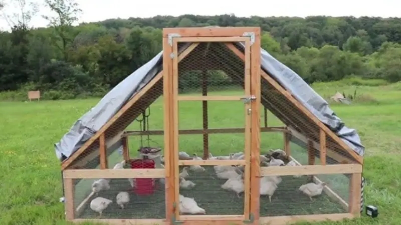 How to build a chicken tractor for birds