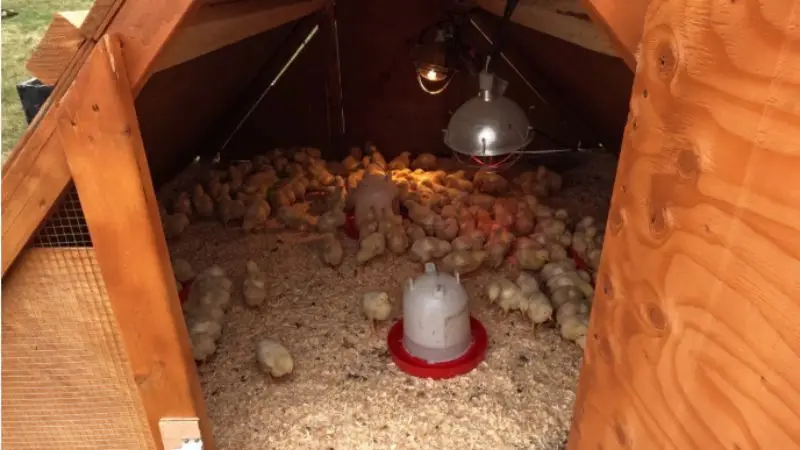  chicken coop interior setup guide
