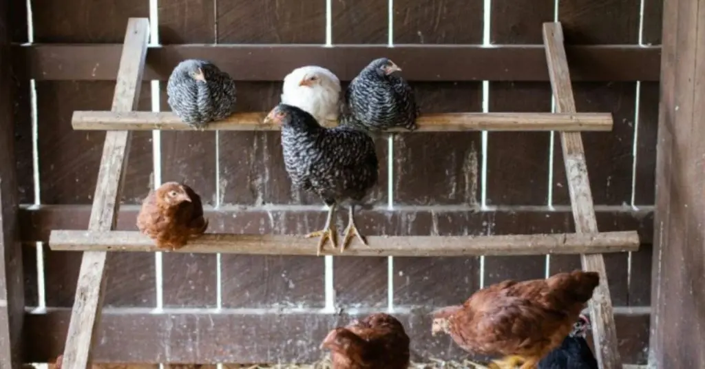 chicken coop with roosting bars​