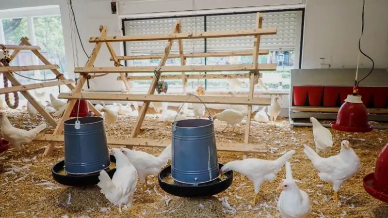 Wat is de ideale hoogte voor zitstokken?