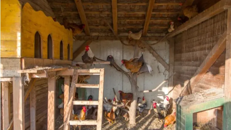 How to build a chicken coop with roosting bars