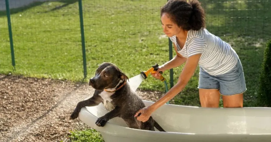 professional dog grooming tubs