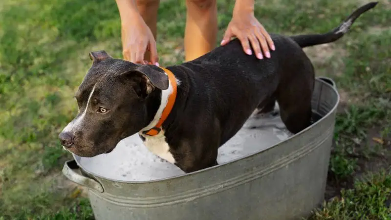 types of professional dog grooming tub