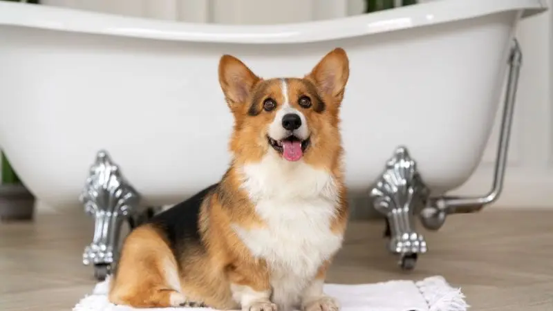 How to choose the best dog grooming tub
