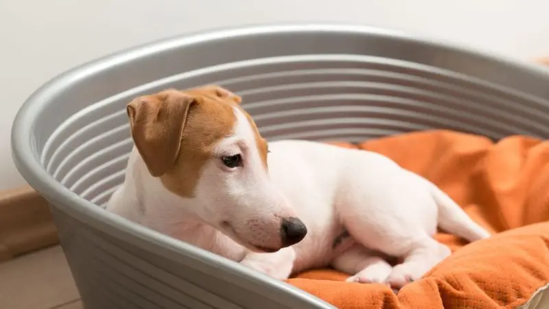 top 7 professional dog grooming tub