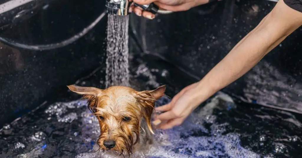 large dog bathtub