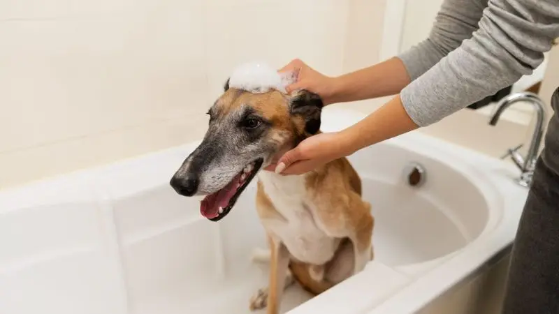 top large dog bath tub for easy grooming