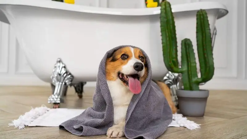 How to choose the right dog bath tub