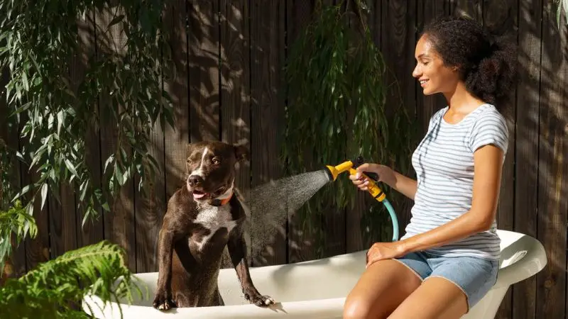 common mistakes to avoid when choosing a dog bath tub