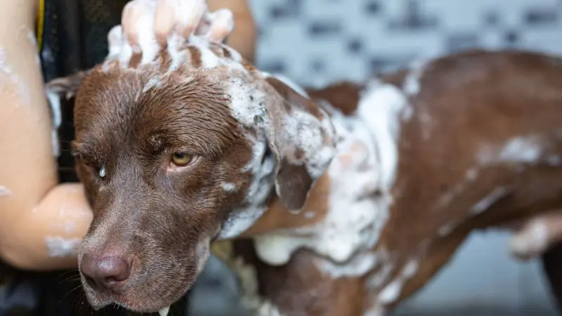 step-by-step guide on how to bathe a dog properly