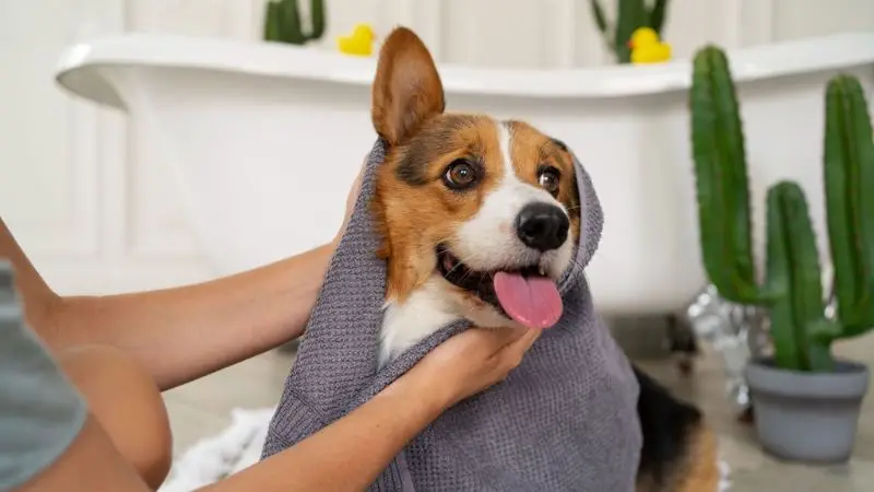 How to apply shampoo to a dog’s fur