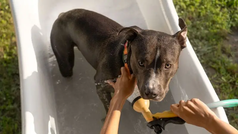 key features to check before buying a large dog bath tub