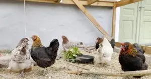 best flooring for chicken coops