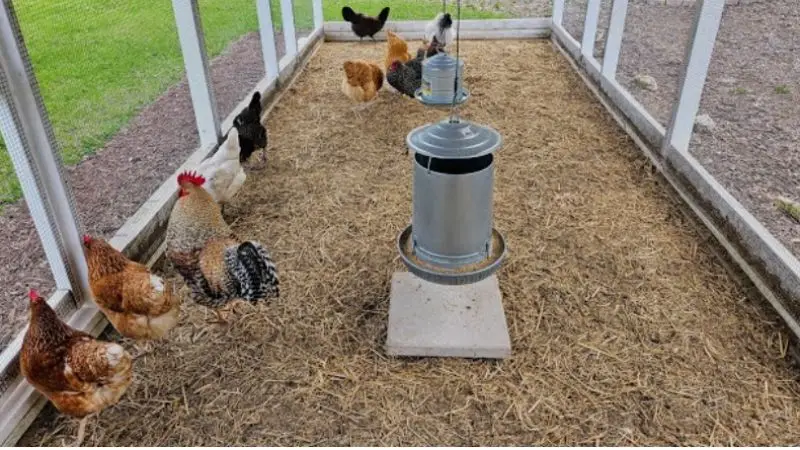 popular flooring materials for chicken coop