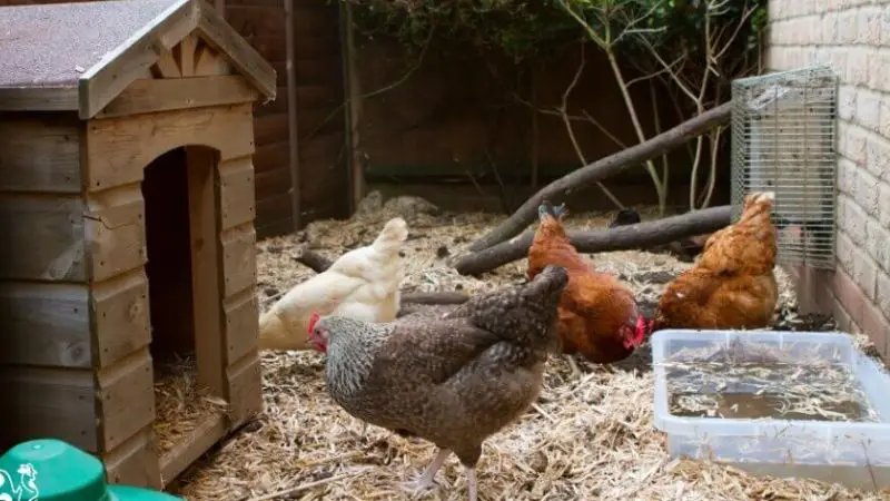 installation tips for a long-lasting chicken coop floor