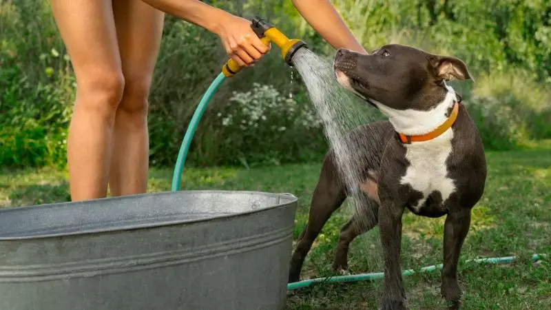 accessories that improve dog bathing and grooming