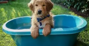 small dog bath tub