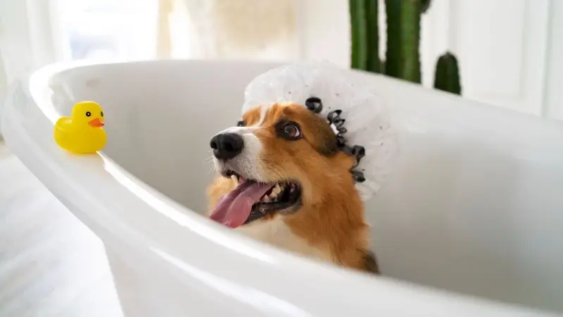 top 5 small dog bathtubs