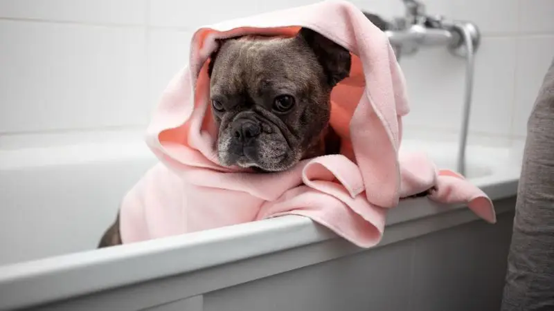 How to choose the right size for a small dog bathtub