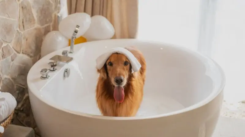 best small dog bathtub options for different needs