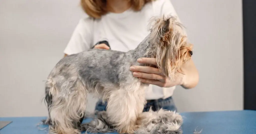 hvordan man plejer en hund