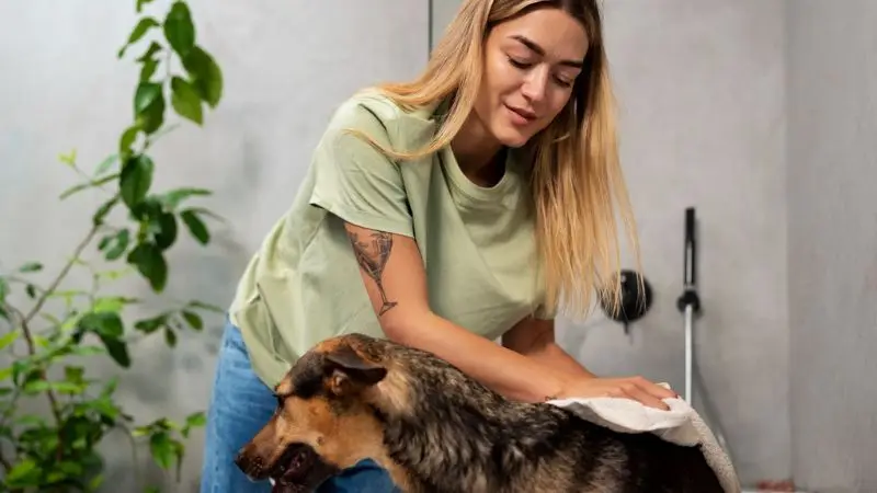 step-by-step dog bathing process