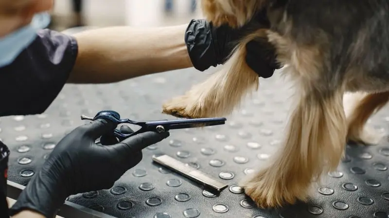 nail trimming and paw care for a dog