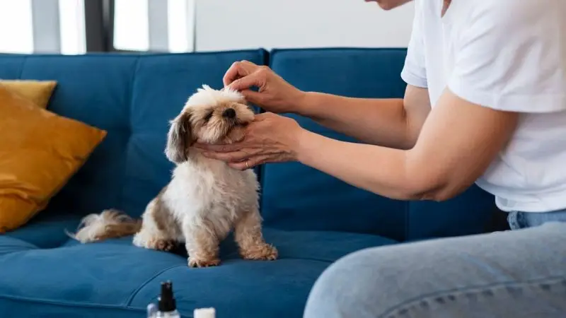 ear and eye cleaning for a dog