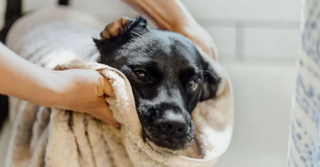 How often should you bathe your dog