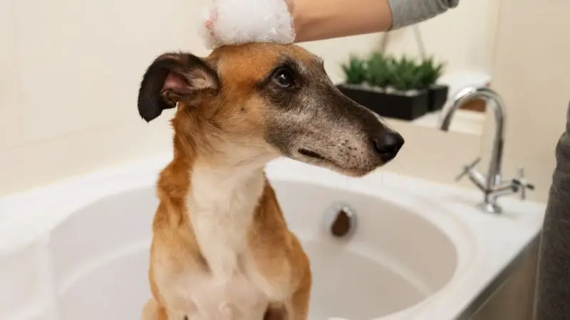 How to tell when your dog needs a bath