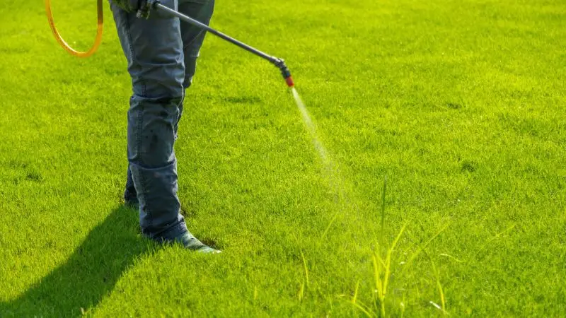 Best Time to Spray Weeds for Maximum Results