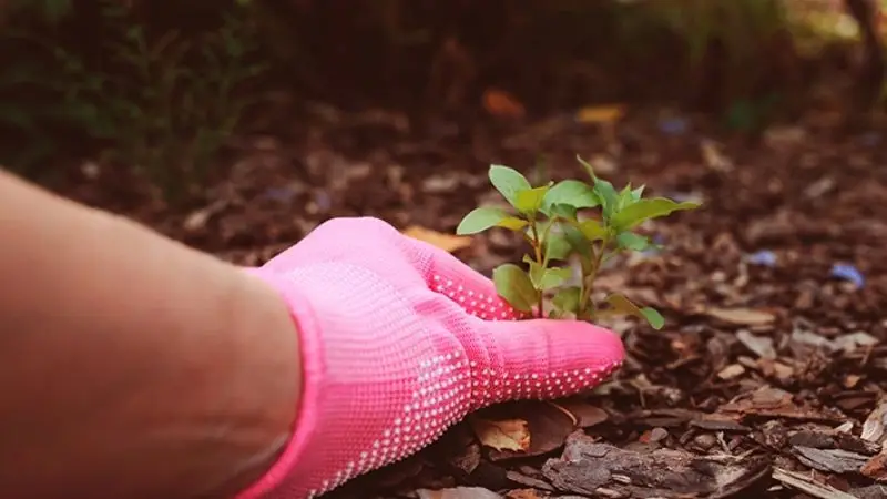 Hand Pulling Weed from Garden
