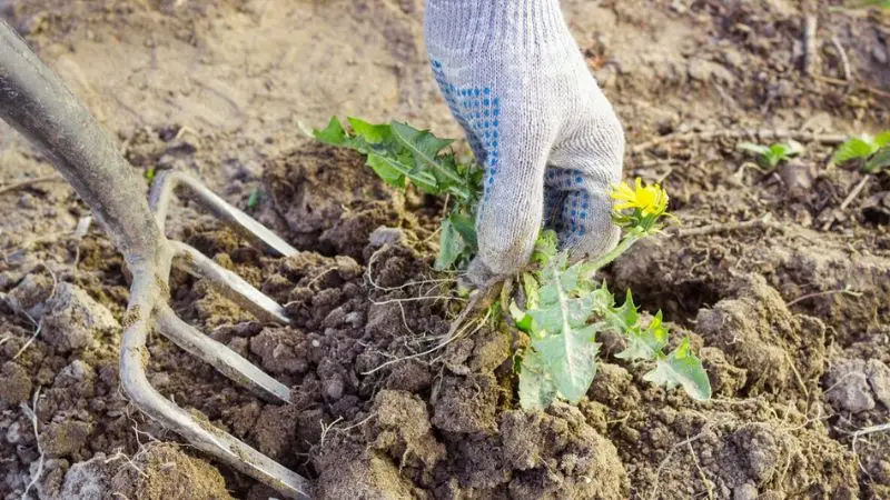 Weed Digging from Garden