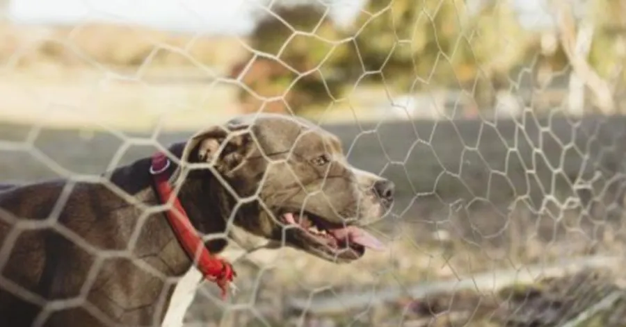 hønsenethegn til hunde