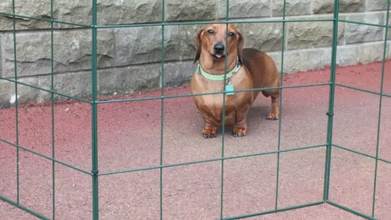  Vælg en stærk hegnspæl til hunde

