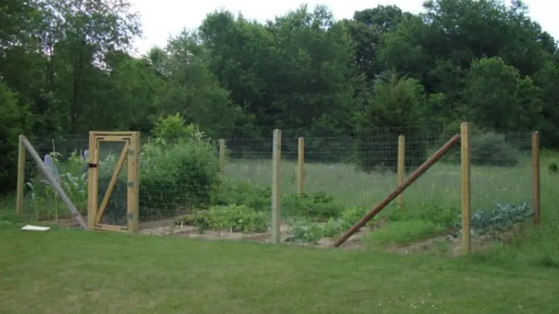 common mistakes to avoid when installing chicken wire garden fence