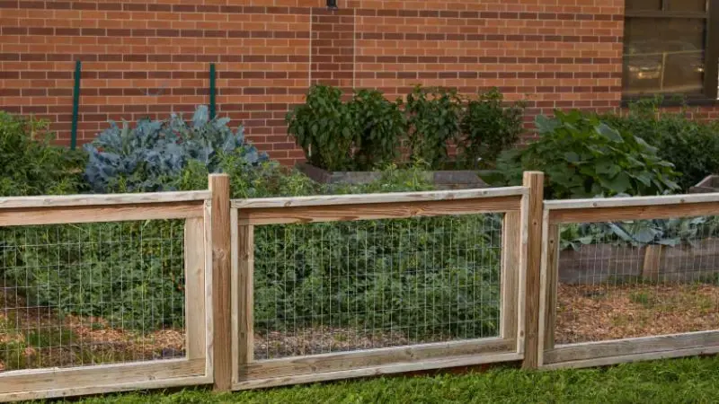 How to plan your chicken wire garden fence