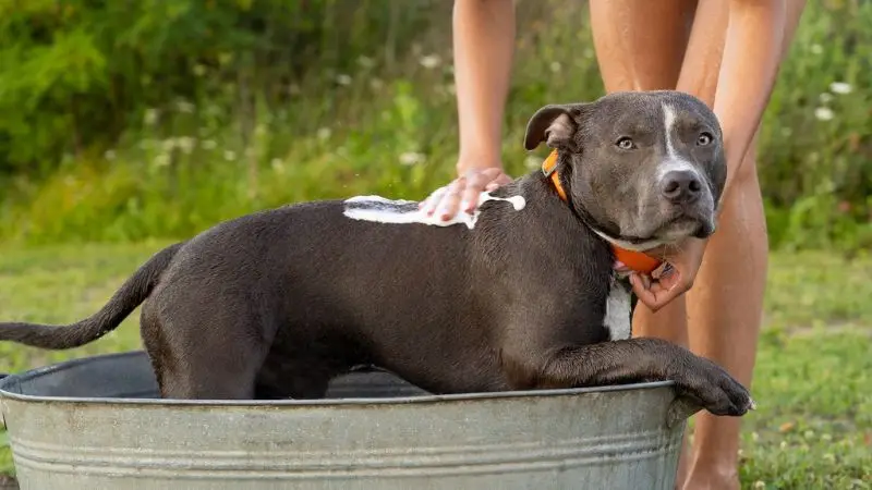 7 bedste udendørs hundebadekar