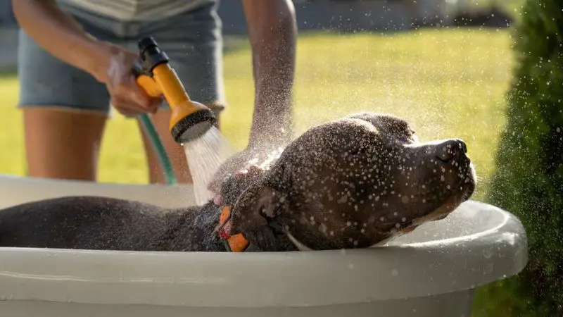 Guida passo passo all'utilizzo di una vasca per la toelettatura dei cani