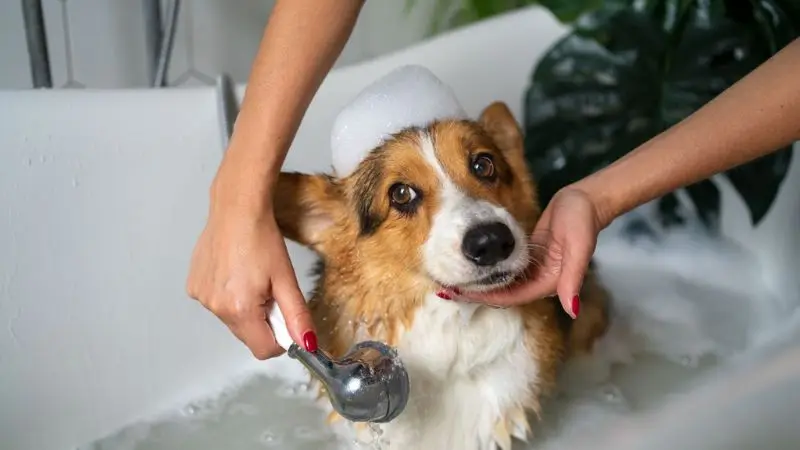 Consigli per mantenere il cane calmo durante il bagnetto