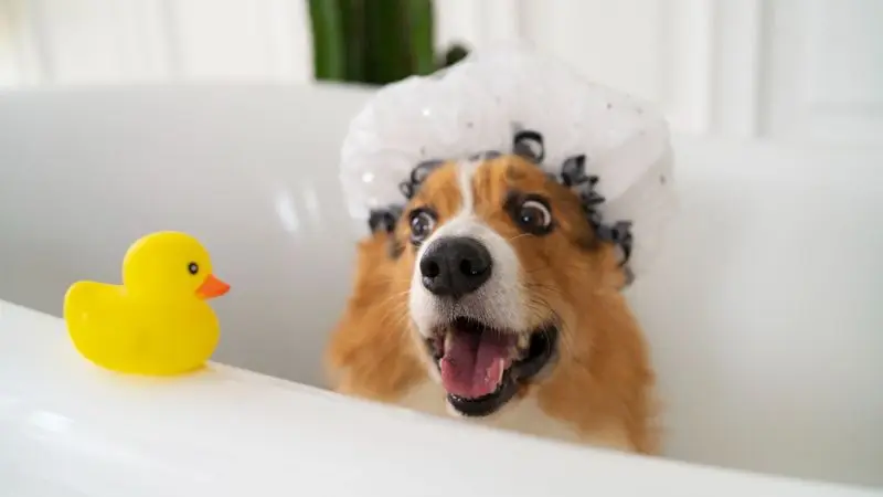 How to select the right dog wash tub for your dog