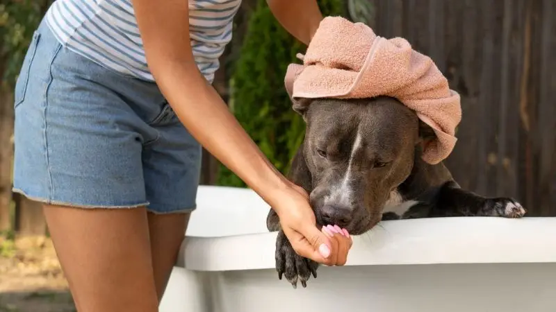 Dog bath prices at professional services