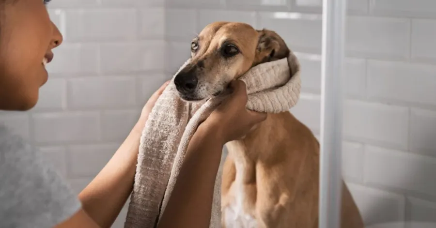 How much does a dog bath cost