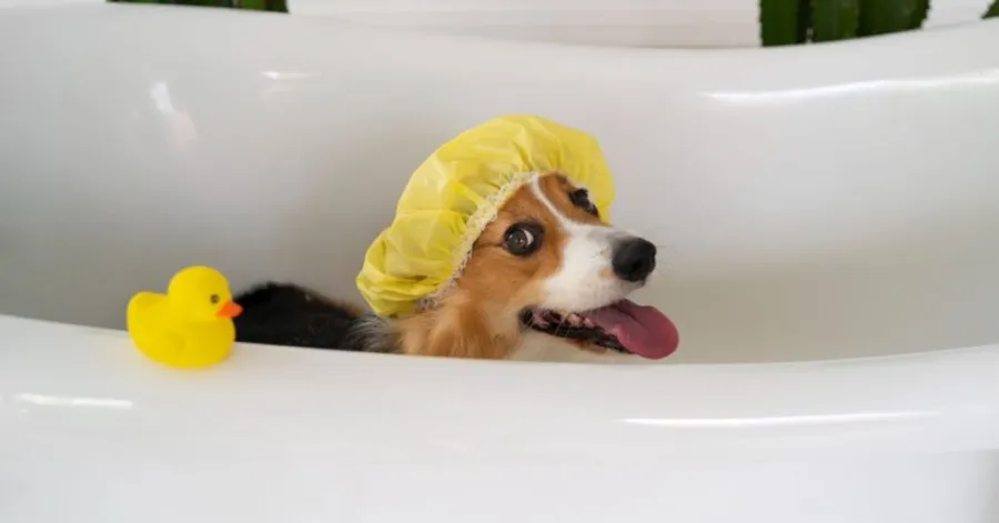 how to wash a puppy
